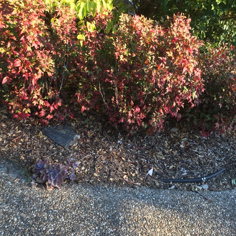 Plant image Nandina Domestica 'Woods Dwarf'