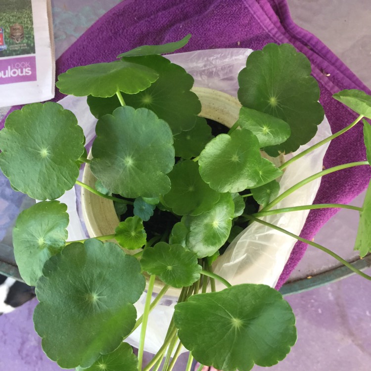 Plant image Hydrocotyle vulgaris