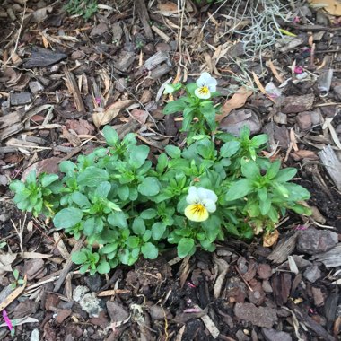 Viola arvensis