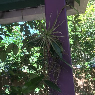 Tillandsia bergeri