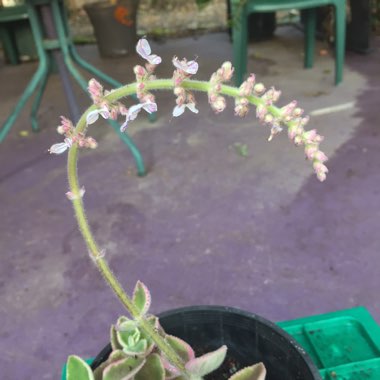 Coleus amboinicus 'Variegatus' syn. Plectranthus amboinicus 'Variegatus'