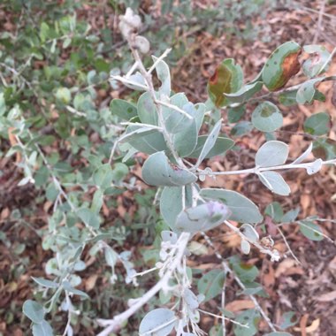 Acacia podalyriifolia