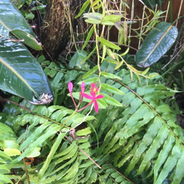 Epidendrum Radicans