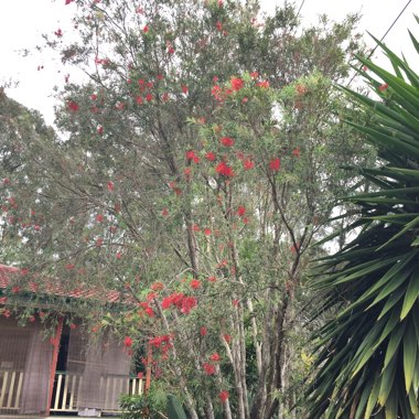 Callistemon Citrinus 'Endeavour'