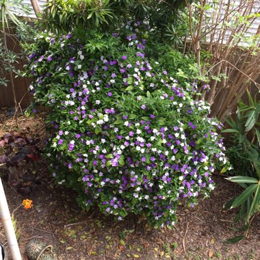 Brunfelsia grandiflora