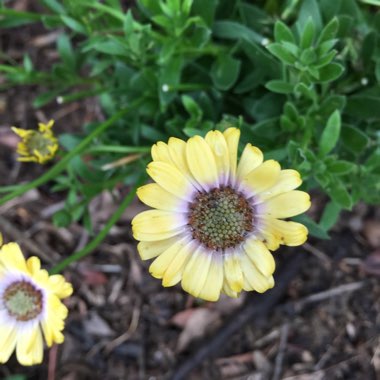 Osteospermum ecklonis 'Blue Eyed Beauty'