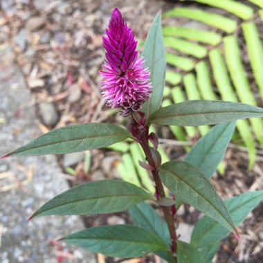 Celosia spicata 'Intenz'