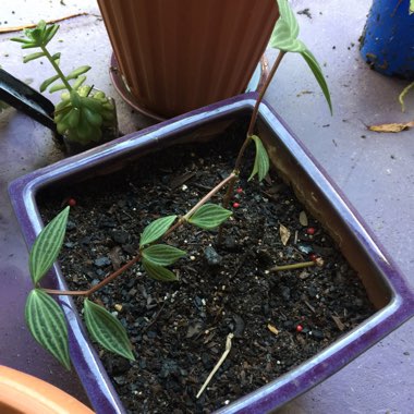 Peperomia Quadrangularis