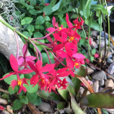 Epidendrum Radicans