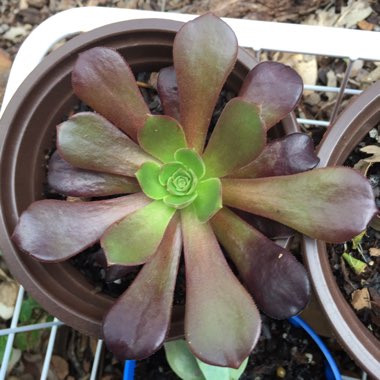 Aeonium Arboreum Zwartkop