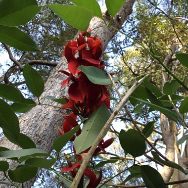 Erythrina 'Bidwillii'