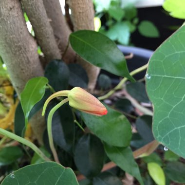 Tropaeolum lobbianum 'Spitfire'