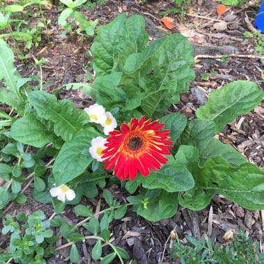 Gerbera 'Sundayz Red'