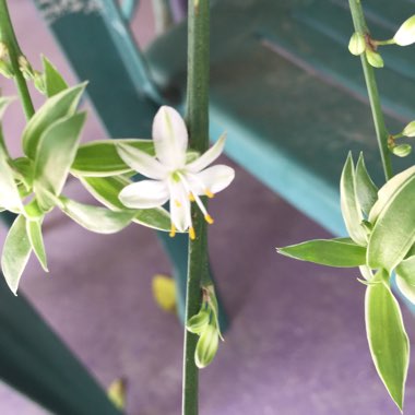 Chlorophytum comosum 'Picturatum'