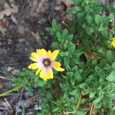 Osteospermum ecklonis 'Blue Eyed Beauty'