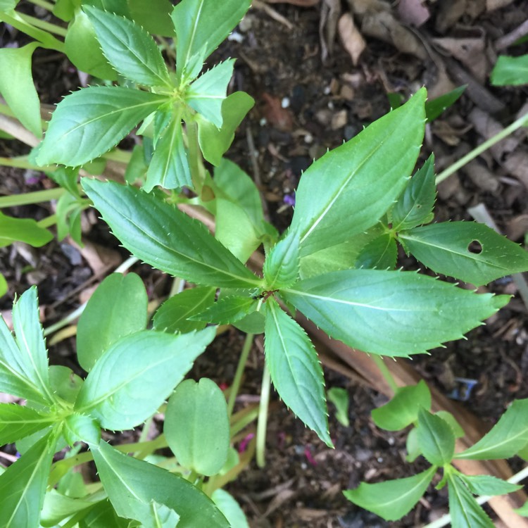 Plant image Impatiens