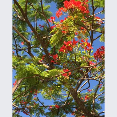 Delonix regia