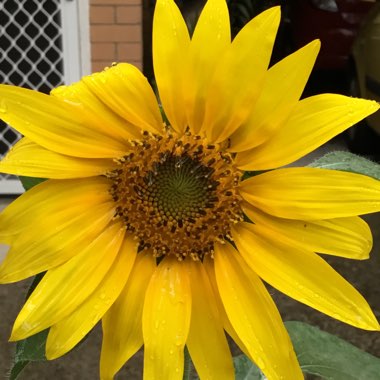 Helianthus annuus