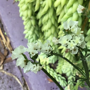 Limonium peregrinum