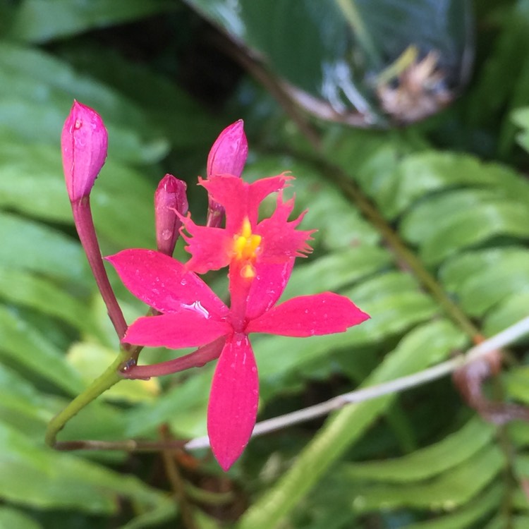 Plant image Epidendrum Radicans