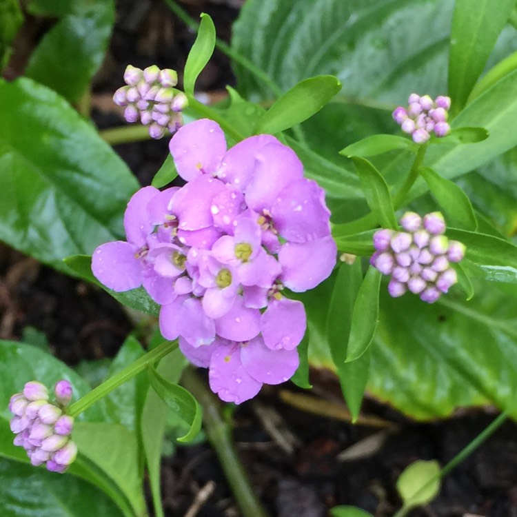 Plant image Iberis umbellata