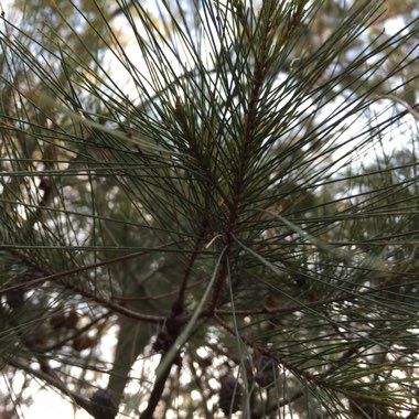 Casuarina equisetifolia