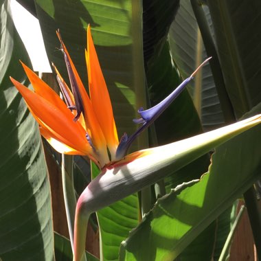 Strelitzia reginae