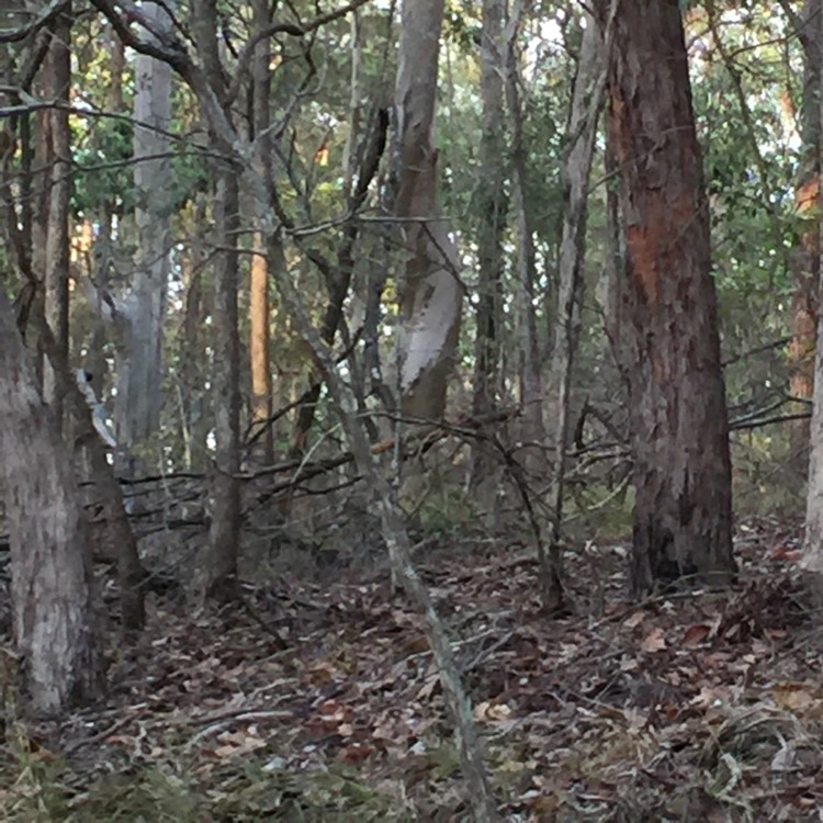 Plant image Eucalyptus