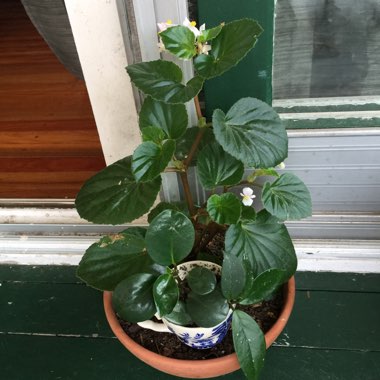 Begonia grandis 'Heron's Pirouette'