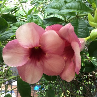 Allamanda