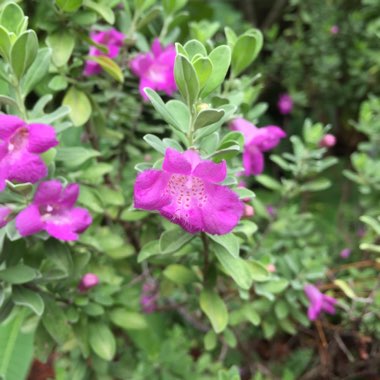 Eremophila nivea