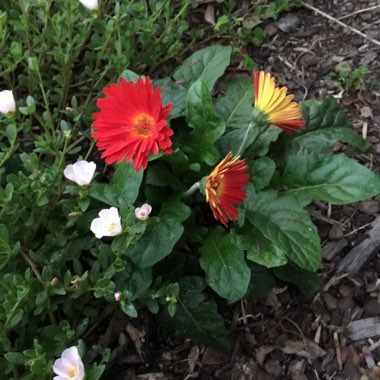 Gerbera 'Sundayz Red'