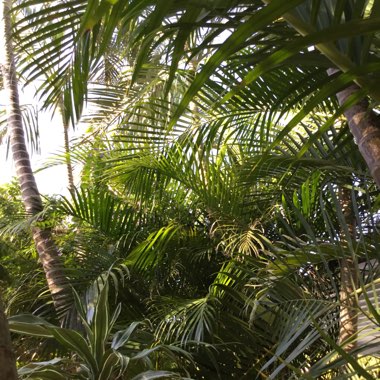 Dypsis lutescens syn. Chrysalidocarpus lutescens, Areca lutescens