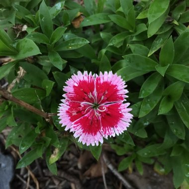 Dianthus chinensis 'Floral Lace Picotee'