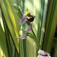 Plant image Ophrys apifera