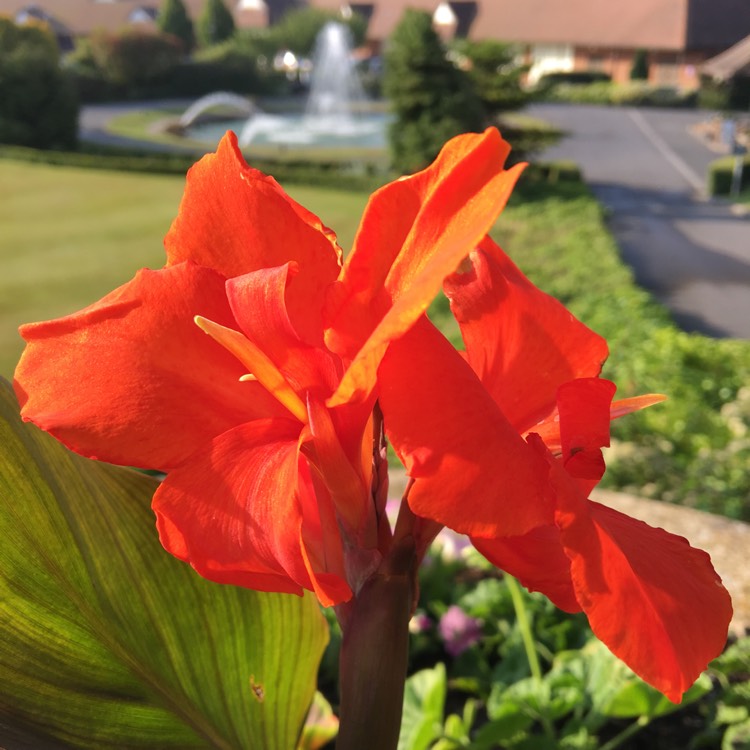 Plant image Canna 'Wyoming'