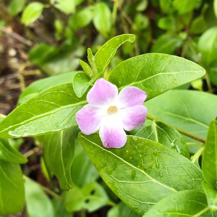 Plant image Vinca Minor 'Atropurpurea'