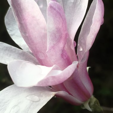 Magnolia x loebneri 'Leonard Messel'