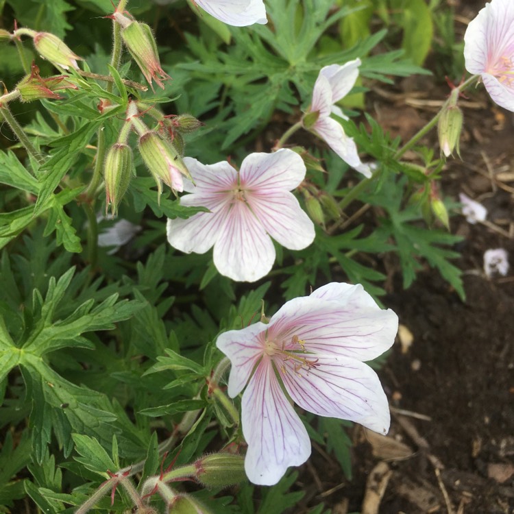 Plant image Geranium clarkei 'Kashmir White'