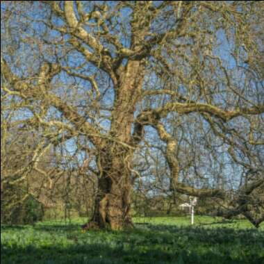 Platanus x acerifolia syn. Platanus x hispanica ; Platanus x hybrida