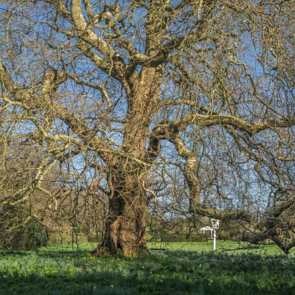 Plant image Platanus x acerifolia syn. Platanus x hispanica ; Platanus x hybrida