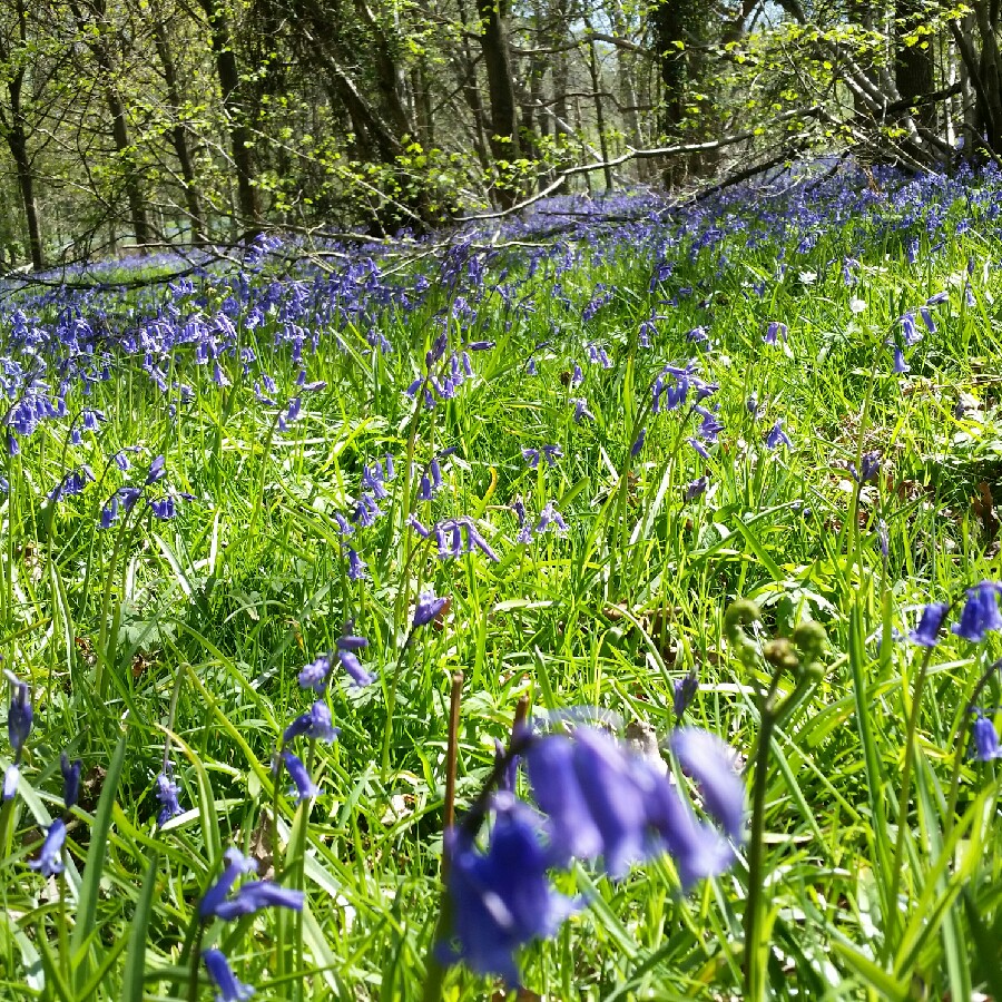 Hyacinthoides non-scripta