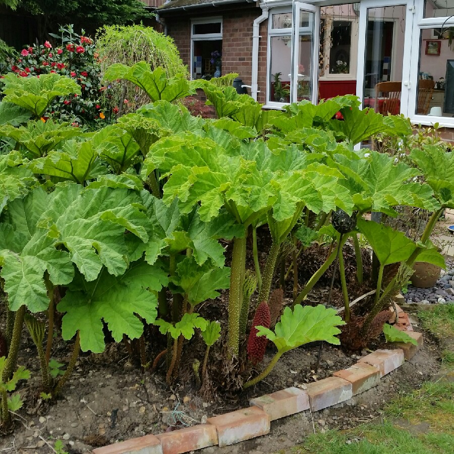 Giant Rhubarb