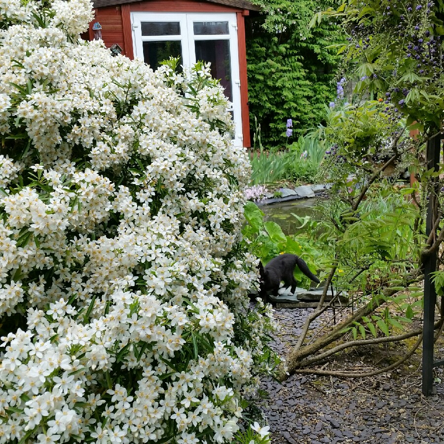 Mexican Orange Blossom