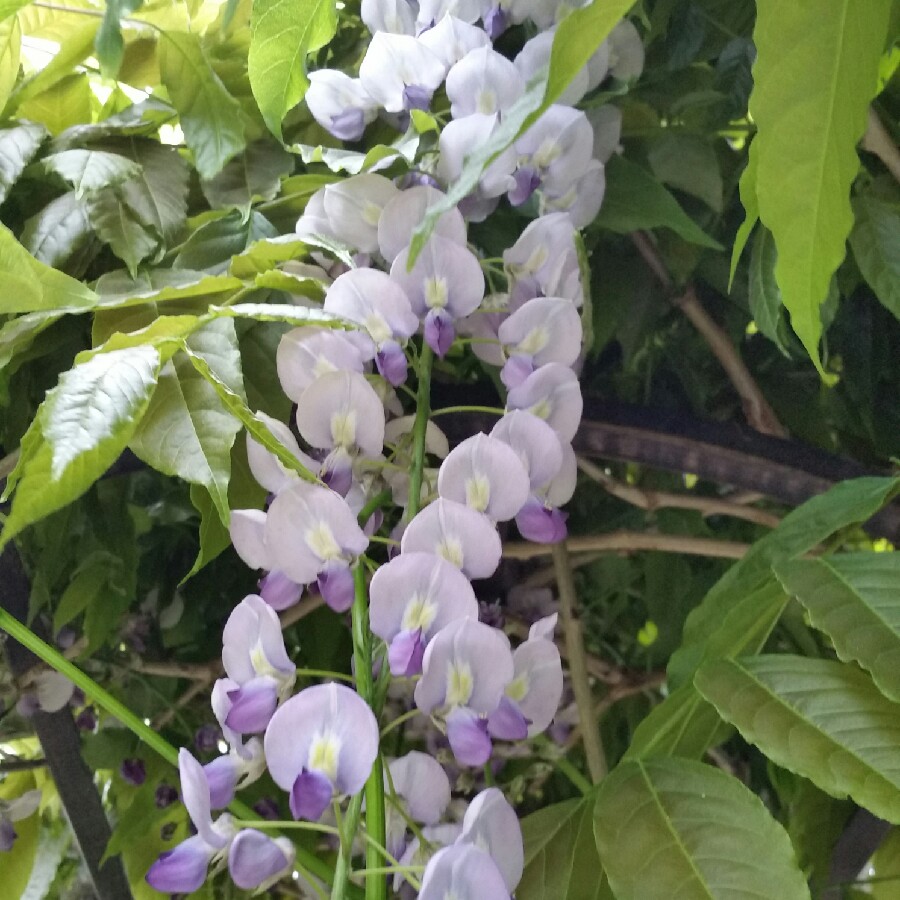 Chinese Wisteria