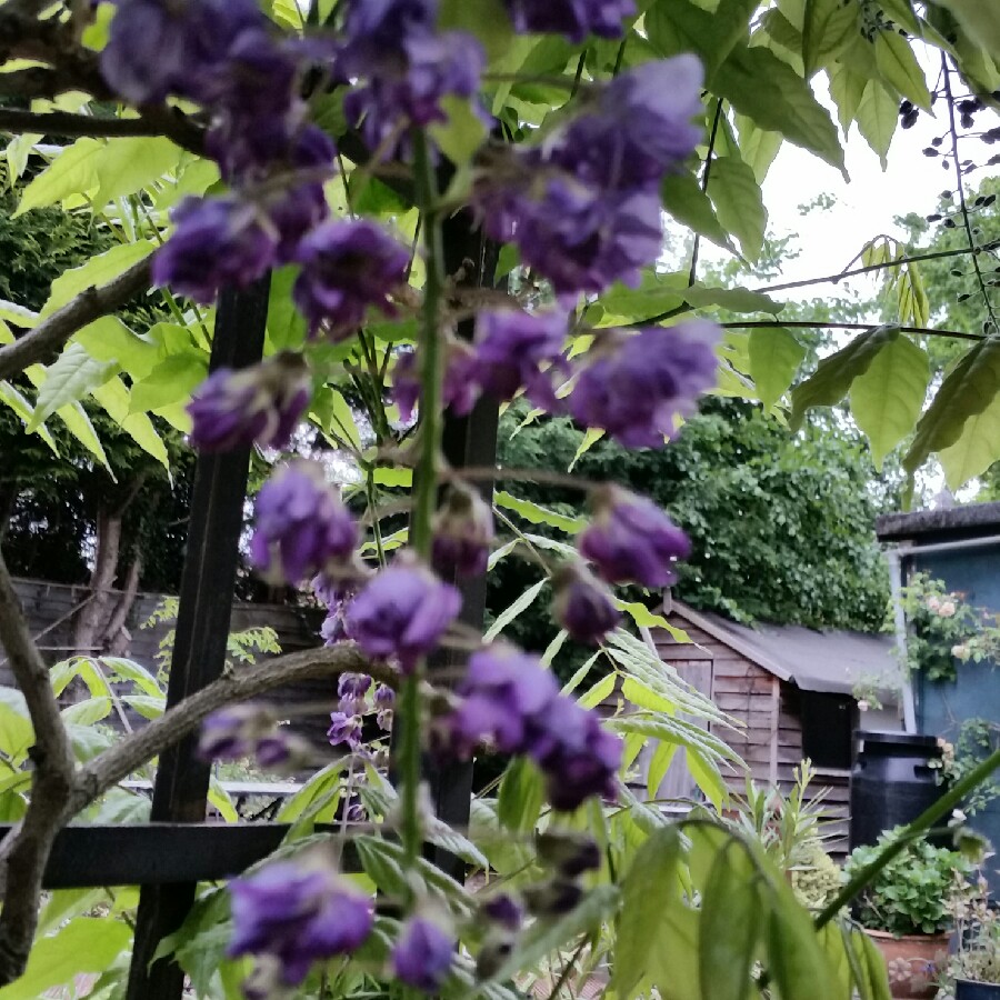 Japanese Wisteria 'Lavender Lace'