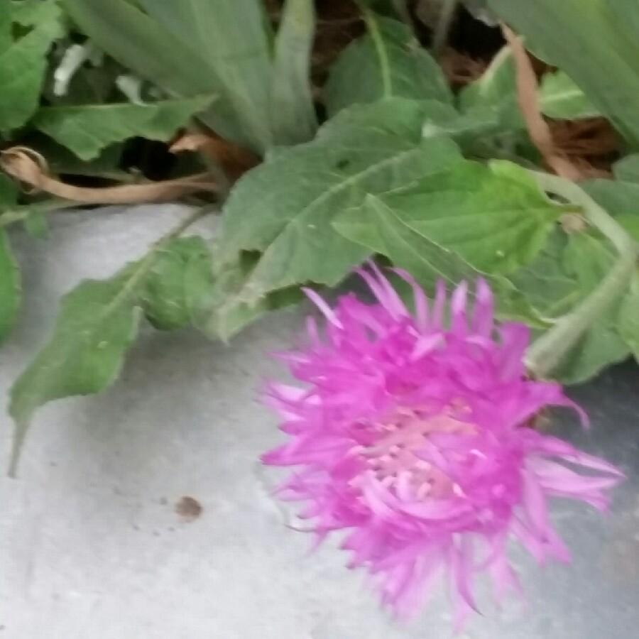 Greater Knapweed