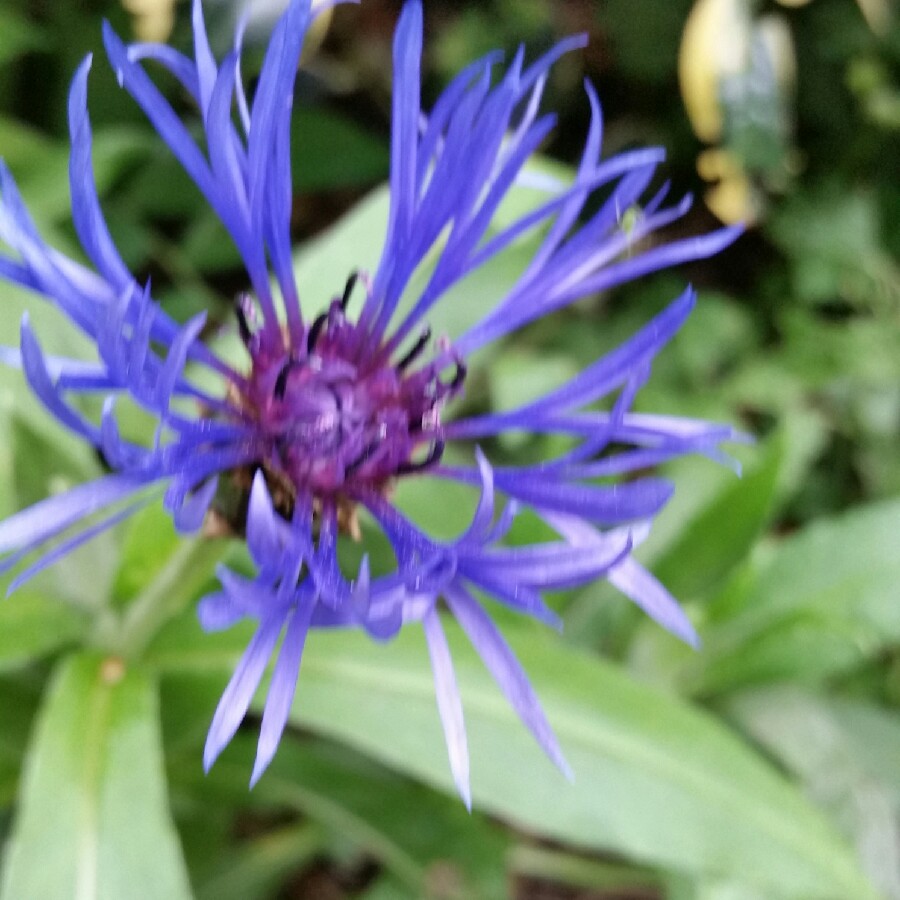 Perennial Cornflower