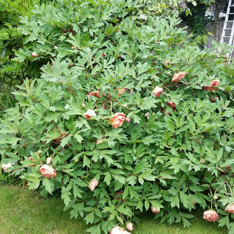 Tree Peony 'Alice Harding'