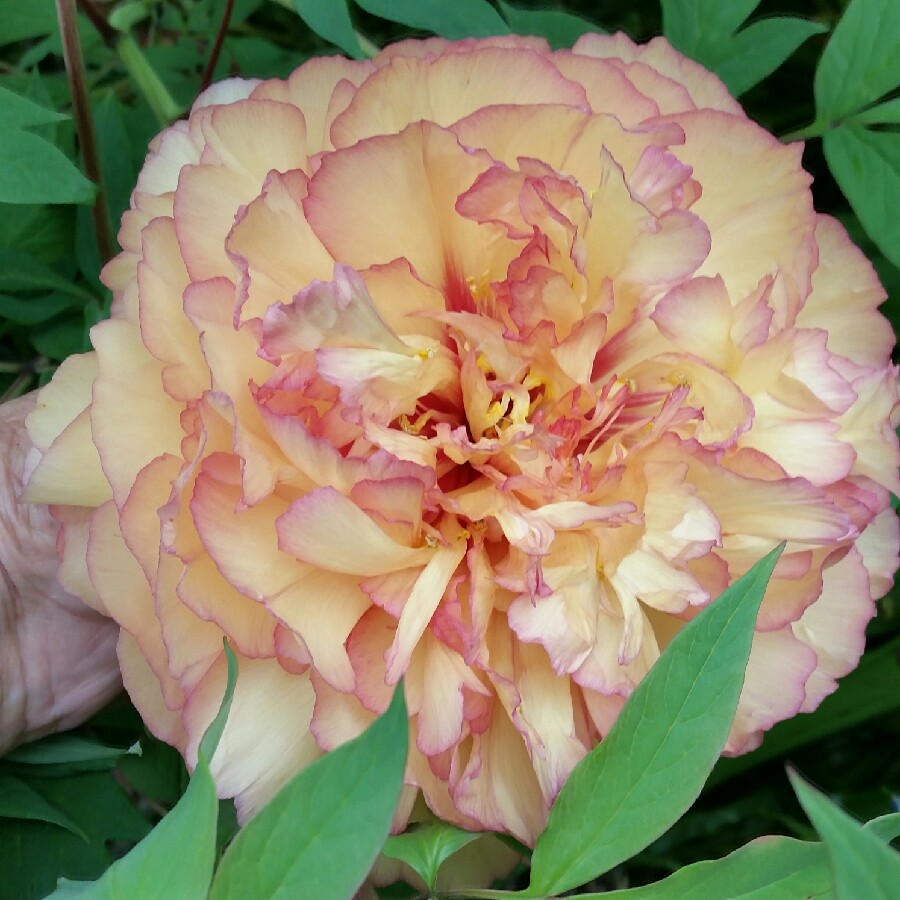 Tree Peony 'Alice Harding'